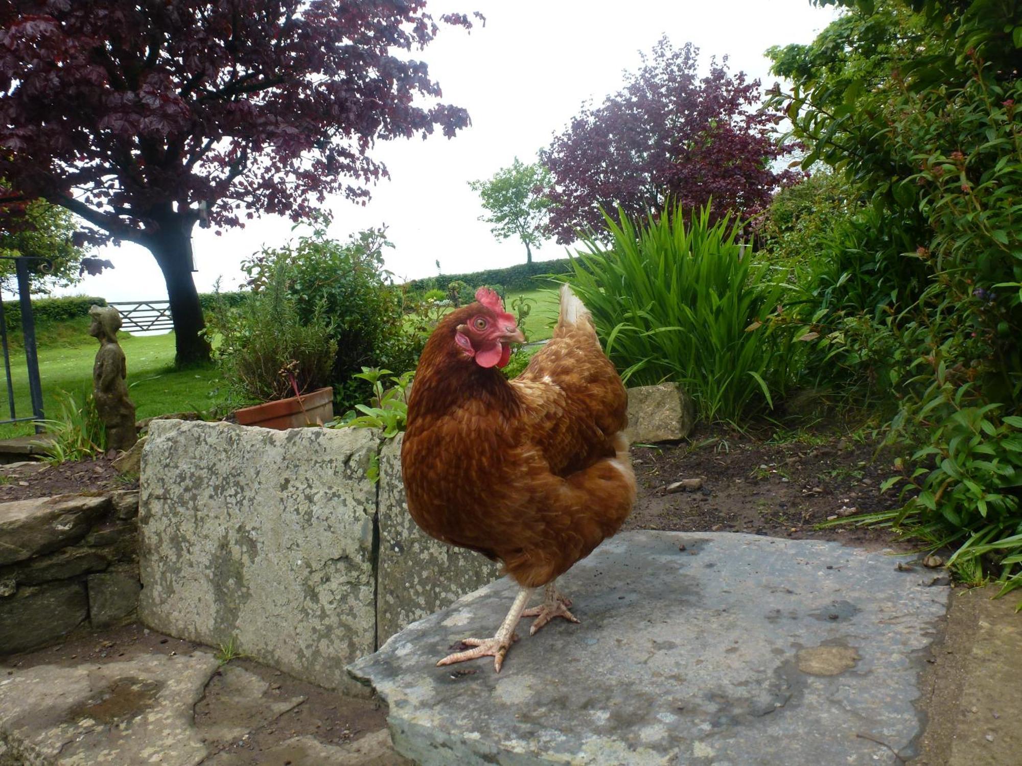 Kidwelly Farmhouse B&B Eksteriør bilde